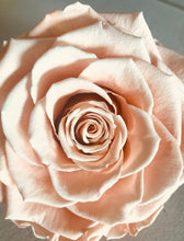 Acrylic Rose